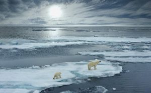 polar bears threatened by climate change